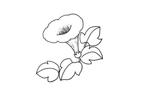 喇叭花彩色简笔画画法-怎么画好看的喇叭花