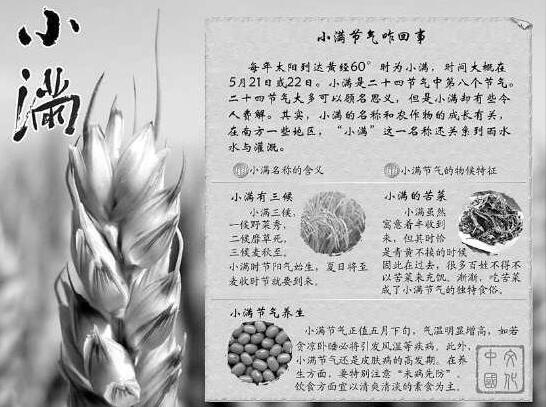 小满节气手抄报图片12