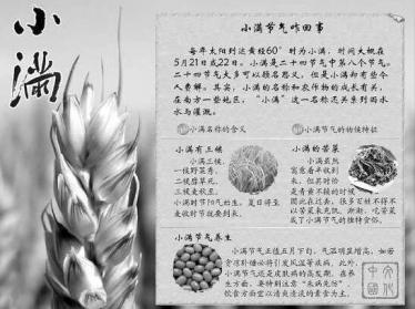 小满节气手抄报图片12