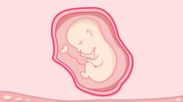 怀孕六个月胎儿图2