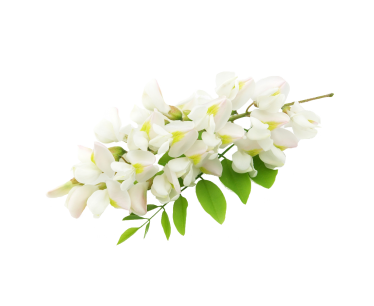 槐花不能和什么一起吃 有什么搭配禁忌1