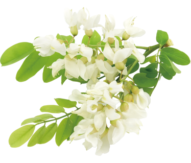 槐花不能和什么一起吃 有什么搭配禁忌3