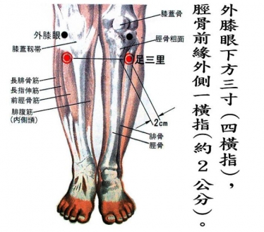 足三里的准确位置图片