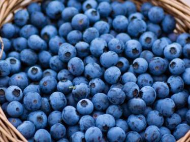 蓝莓的食用功效1