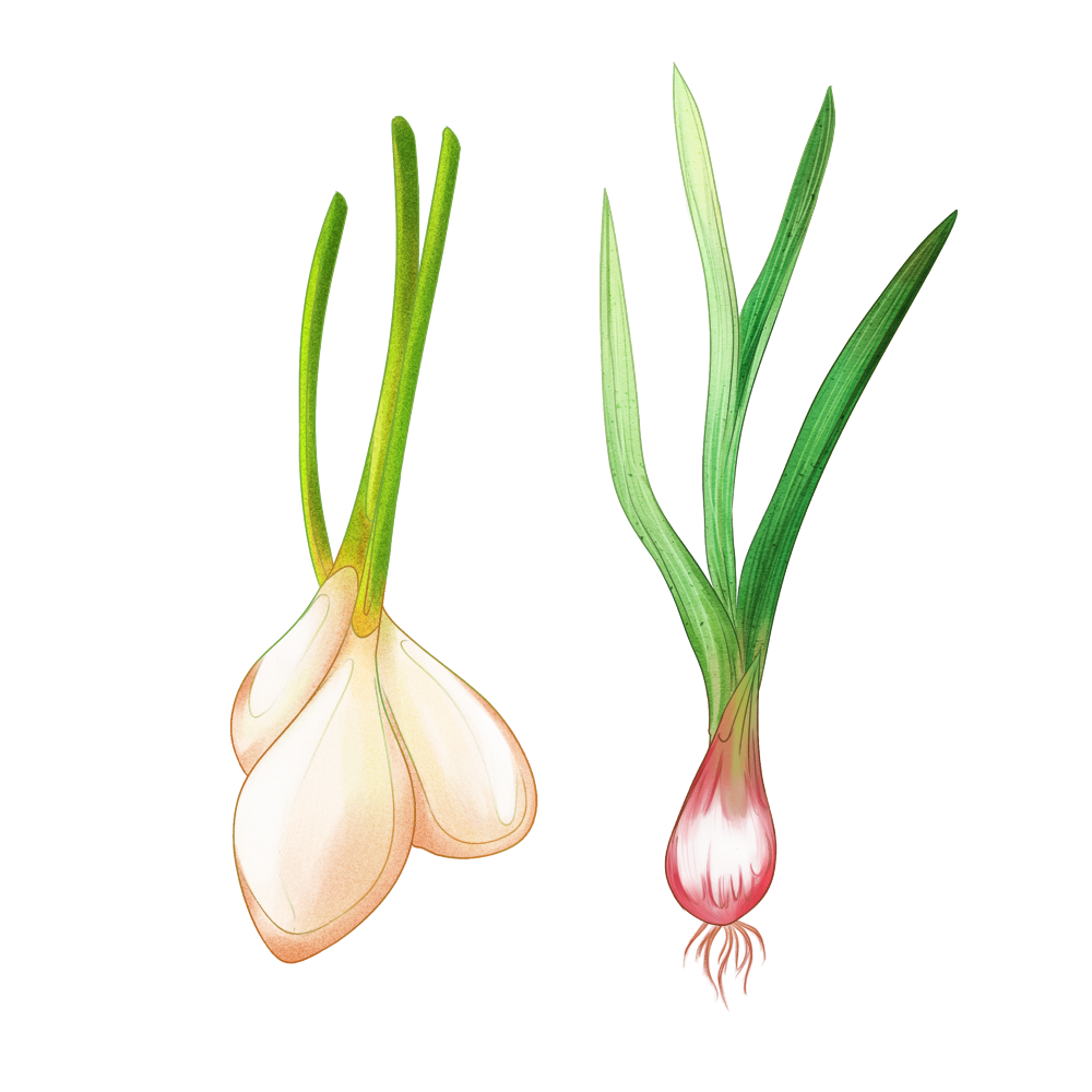 宝宝夏天吃什么菜好呢4