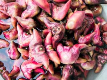 孕妇吃菱角会上火吗 孕妇吃菱角会上火吗