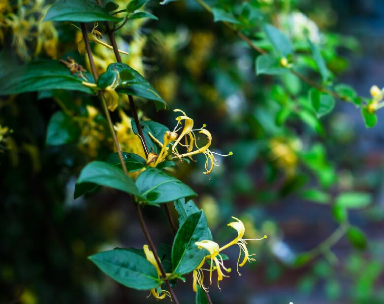 金银花治湿疹怎么用