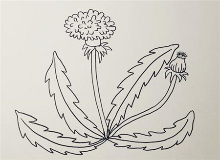 植物简笔画画法-怎么画漂亮的蒲公英简笔画