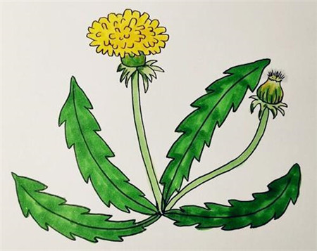 植物简笔画画法-怎么画漂亮的蒲公英简笔画