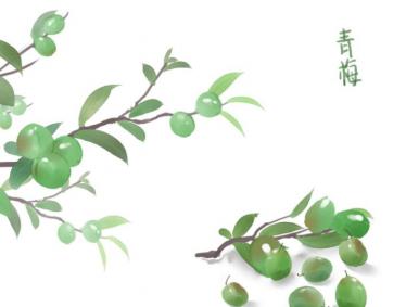 2019年芒种是种玉米吗