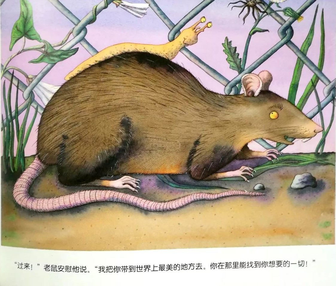 小蜗牛的新房子绘本
