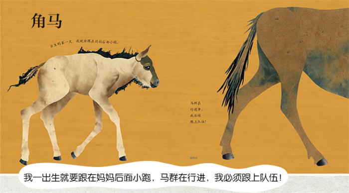 小鹿出生的第一天绘本2