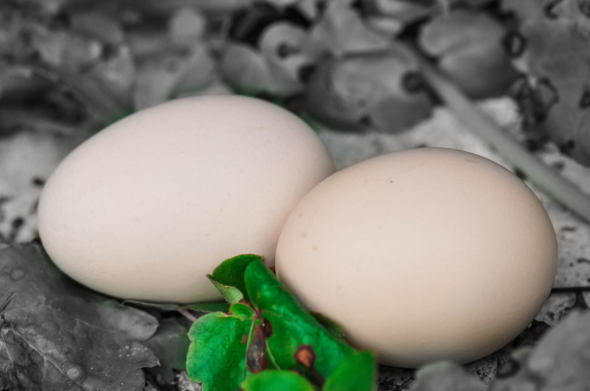 鹅蛋能去胎毒是真的吗