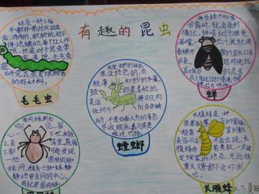 保护昆虫手抄报图片大全3