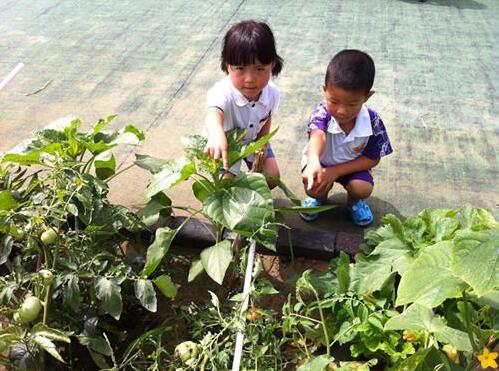 大班科学西红柿旅行记教案4