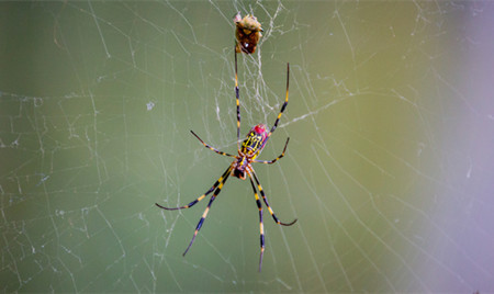 童话故事有哪些：蜘蛛的网