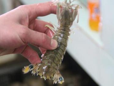 皮皮虾发黑怎么回事 皮皮虾发黑怎么回事