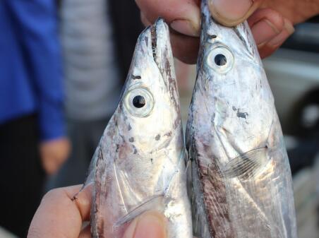 带鱼和刀鱼是一种鱼吗 带鱼和刀鱼的区别