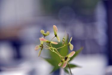 泡桐树的花可以食用吗