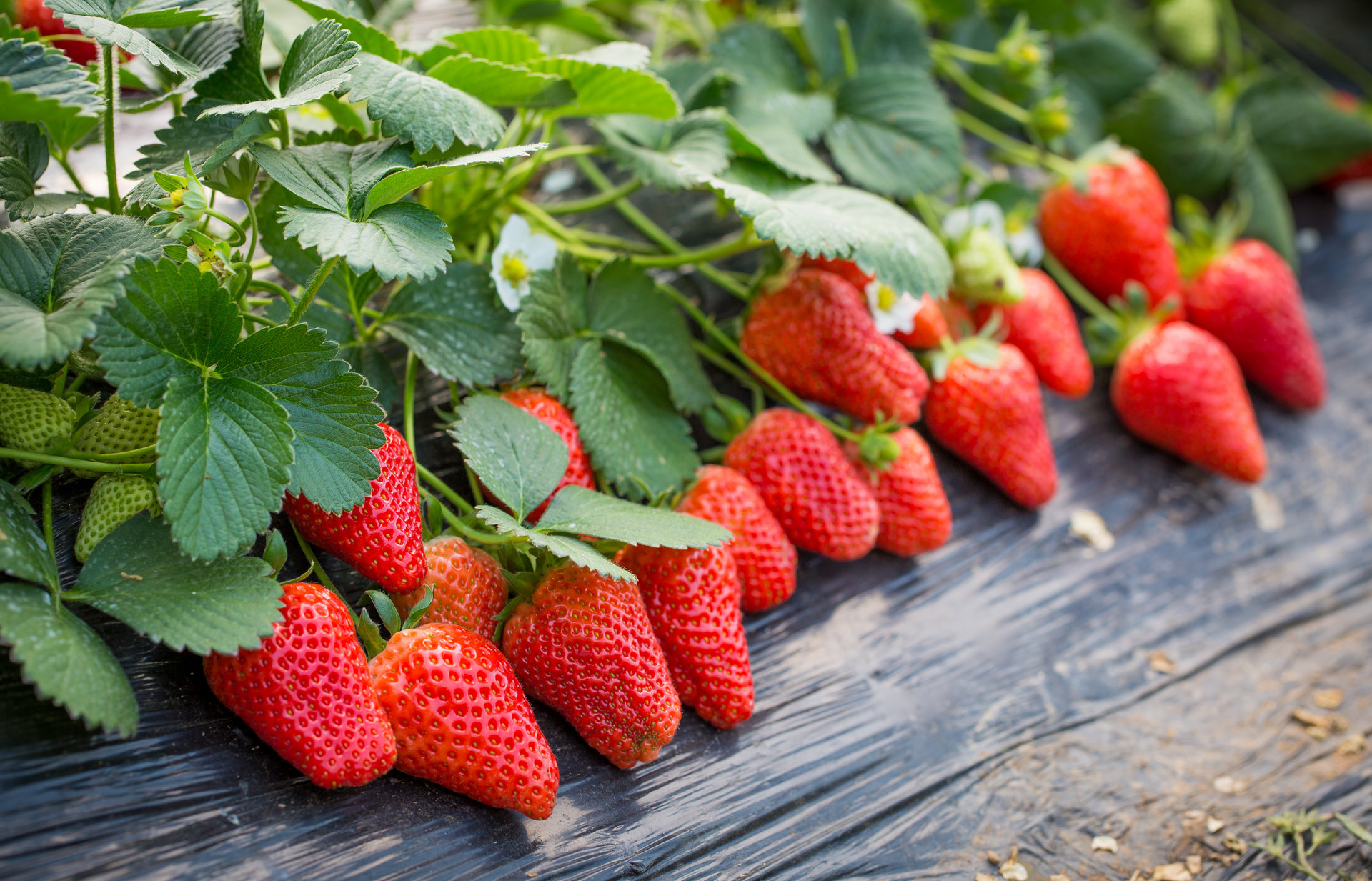 草莓的营养价值是什么 孕妇吃草莓的好处1