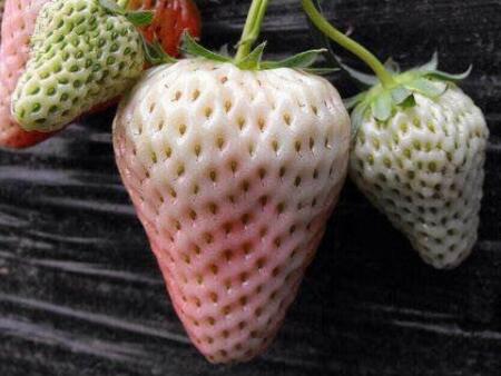 菠萝莓孕妇可以吃吗
