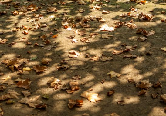 平时扫的落叶是什么垃圾