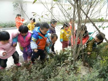 幼儿园小树叶找妈妈教案1