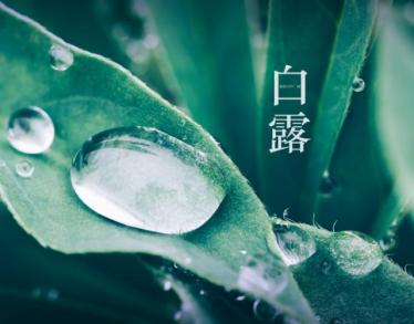 2019年白露是什么季节