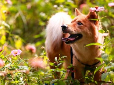 世界狂犬病日是哪天