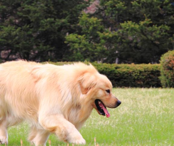 世界狂犬病日是哪天