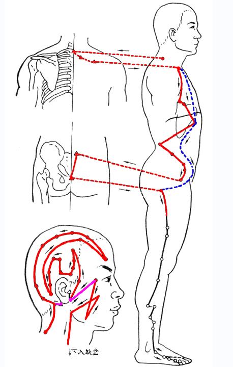 胆经的准确位置图