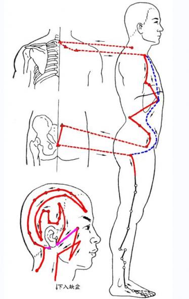 胆经的准确位置图
