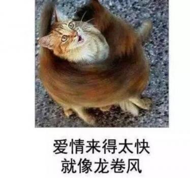 亲情龙卷风是什么意思