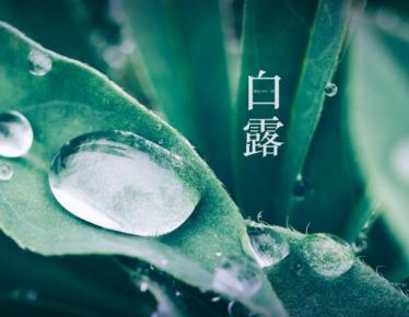 白露后可以种什么菜