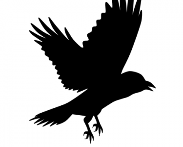 小学儿童短篇故事文字版：金乌鸦