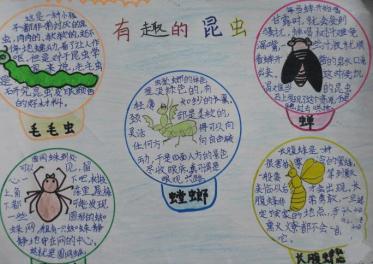 昆虫记手抄报简单好看2
