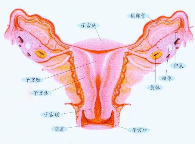 子宫内膜厚是不是宫寒引起的