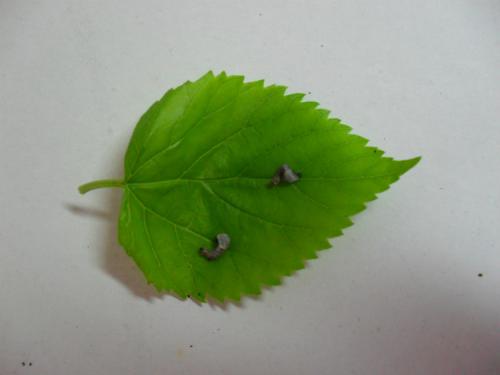小班健康教案蚕宝宝3