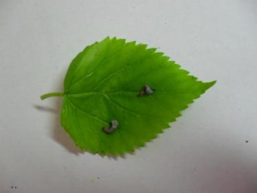 小班健康教案蚕宝宝3