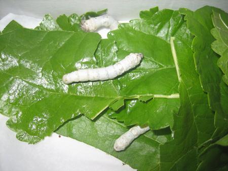 大班健康教案蚕宝宝3