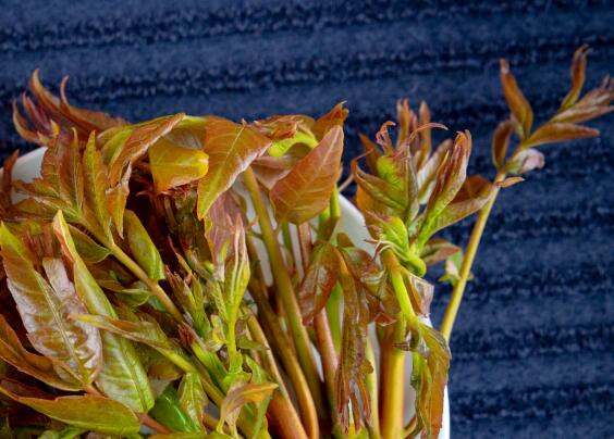 宫寒可以吃香椿吗