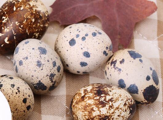 宫寒可以吃鹌鹑蛋吗