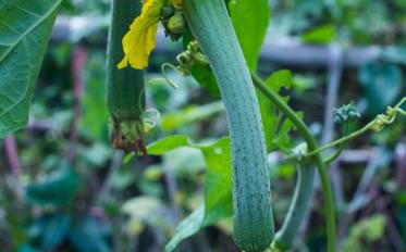 宫寒可以吃丝瓜吗