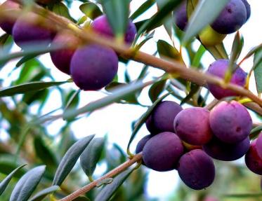 宫寒可以吃橄榄吗