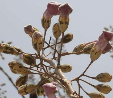 泡桐树花在什么时候开花