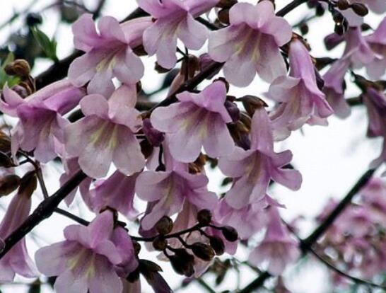泡桐树的花可以食用吗