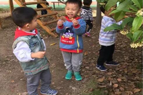 大班科学树叶书签教案2