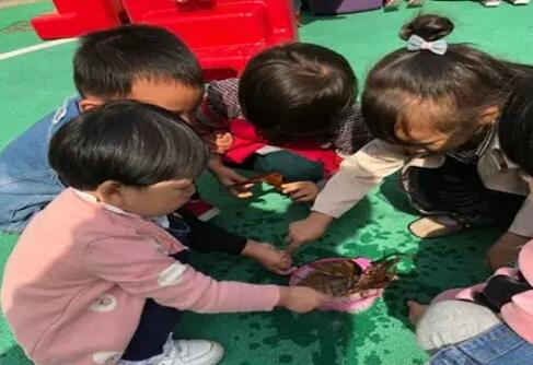 大班科学树叶书签教案3