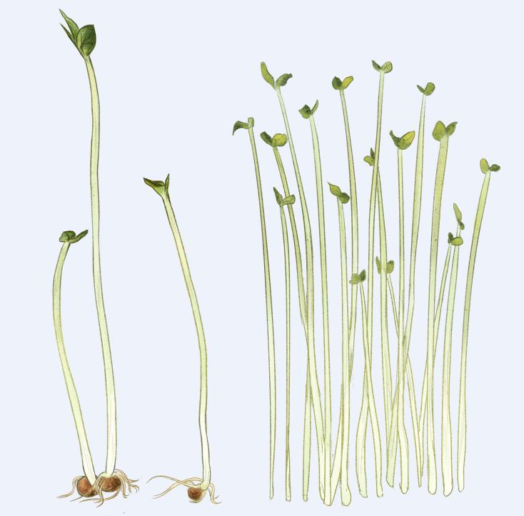 观察豆芽的成长过程怎么写