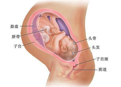 怀孕10个月胎儿b超图